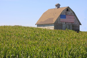 barn with an american flag in a corn field